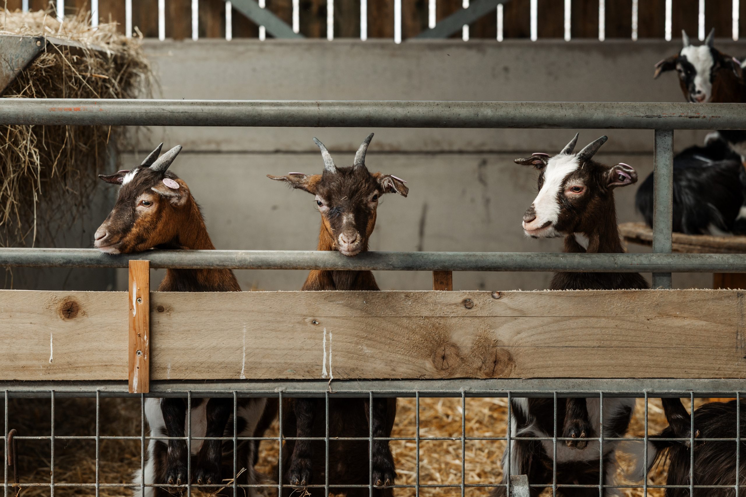 Goats at Thornton Hall Country Park farm near Skipton ready for animal petting experience