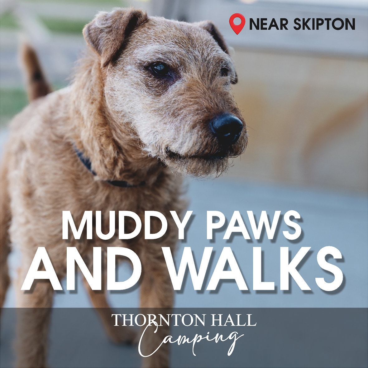 Friendly dog at Thornton Hall Country Park camping site near Skipton showing dog-friendly glamping and camping